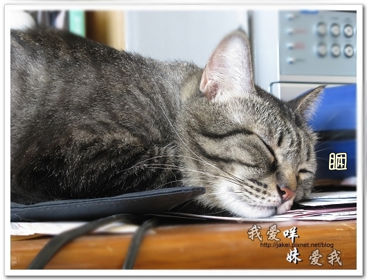 100507 肚菇班貓 06.jpg 100507 肚菇班貓 06.jpg