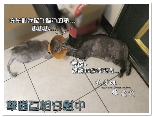 100505 雙貓嚕毛 21.jpg 100505 雙貓嚕毛 21.jpg