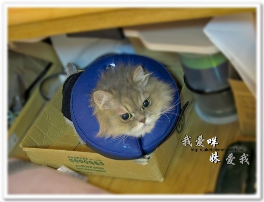 100514 不要舔肚子25.jpg 100514 不要舔肚子25.jpg