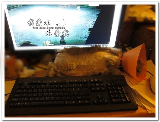 100505 雙貓嚕毛 43.jpg