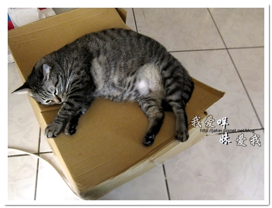 100505 夏日箱上眠 01.jpg