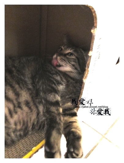 100418 箱貓 22.jpg