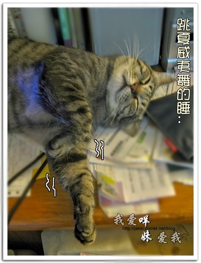 100507 肚菇班貓 23.jpg 100507 肚菇班貓 23.jpg