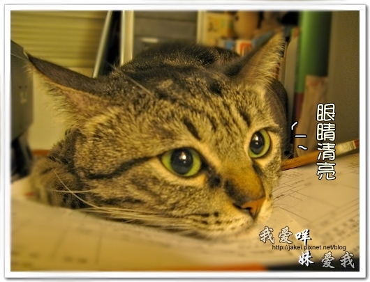 100507 肚菇班貓 01.jpg 100507 肚菇班貓 01.jpg