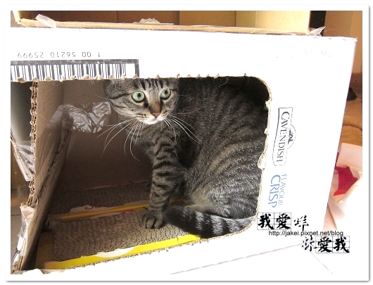 100418 箱貓 05.jpg