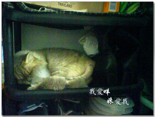 100416 收納貓 04.JPG
