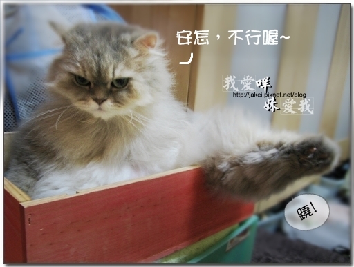 100403 翹腳咩抬腳 02.jpg