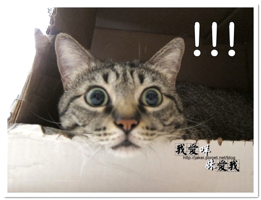 100418 箱貓 16.jpg