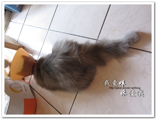 100505 雙貓嚕毛 12.jpg 100505 雙貓嚕毛 12.jpg
