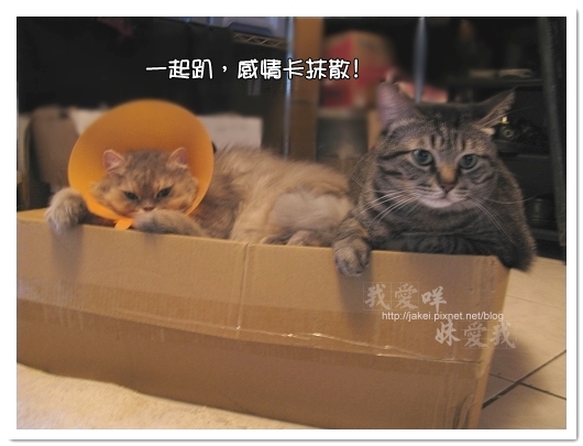 100423 有個高箱子 16.jpg