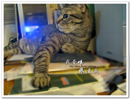 100507 肚菇班貓 18.jpg 100507 肚菇班貓 18.jpg
