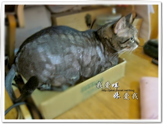 100505 雙貓嚕毛 51.jpg