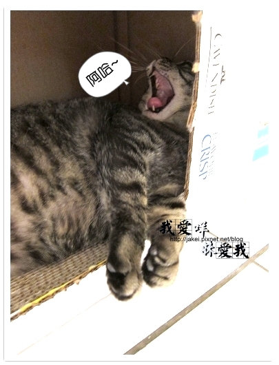 100418 箱貓 21.jpg