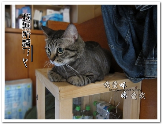 100505 雙貓嚕毛 61.jpg
