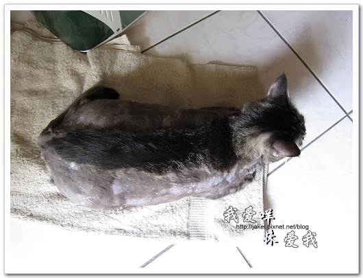 100505 雙貓嚕毛 31.jpg 100505 雙貓嚕毛 31.jpg
