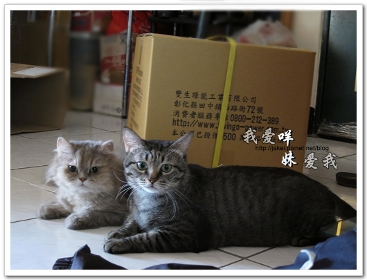 100708 團購- 雙頭電扇 01.jpg 100708 團購- 雙頭電扇 01.jpg