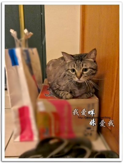 100505 雙貓嚕毛 42..jpg 100505 雙貓嚕毛 42..jpg