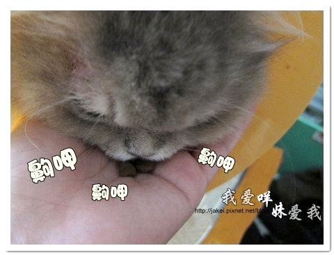 2010-07-11 飼料與電剪 06.jpg