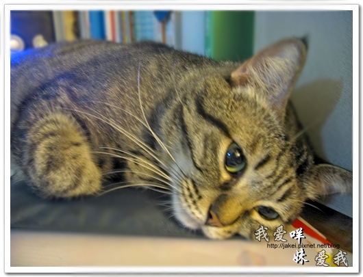 100507 肚菇班貓 19.jpg 100507 肚菇班貓 19.jpg