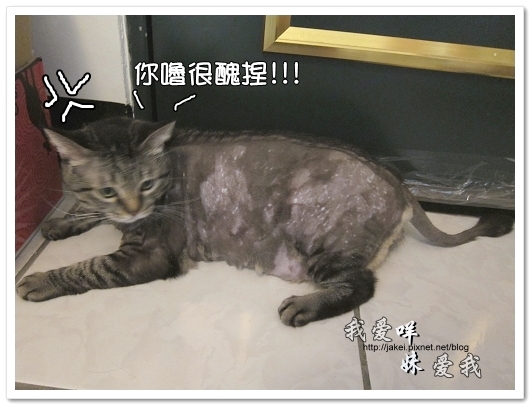 100505 雙貓嚕毛 19.jpg 100505 雙貓嚕毛 19.jpg