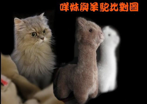 咩妹+羊駝 1.jpg
