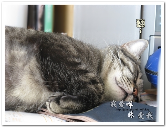 100507 肚菇班貓 09.jpg 100507 肚菇班貓 09.jpg
