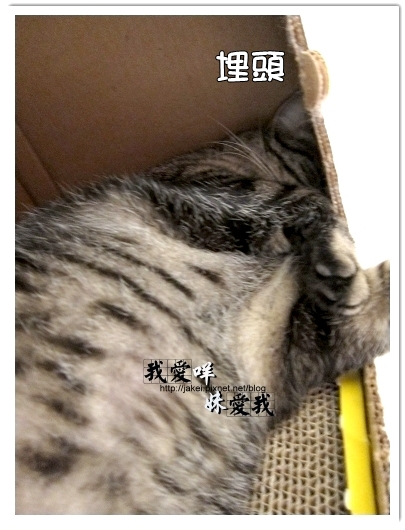 100418 箱貓 19.jpg