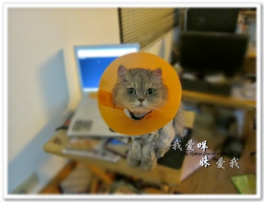 100505 雙貓嚕毛 54.jpg