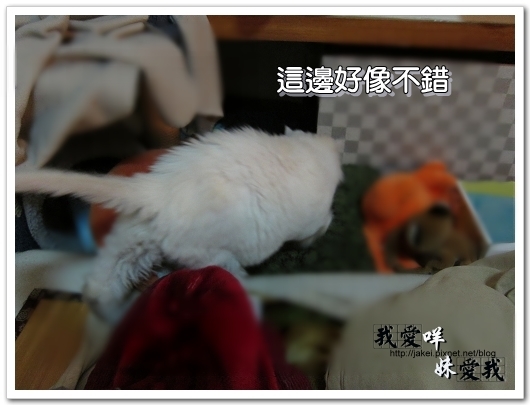 100320 球球來作客 07.jpg