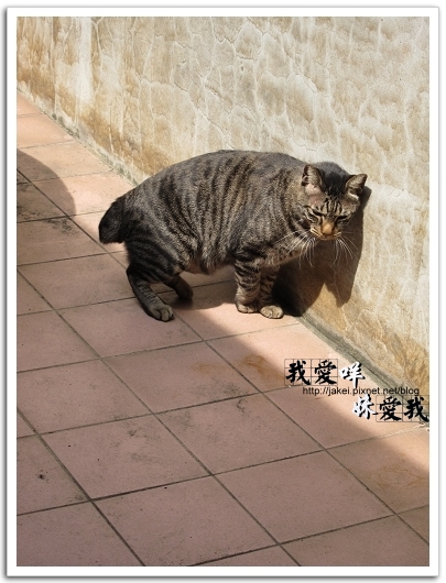 100410 鶯歌飄_13.jpg