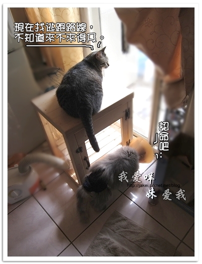 100505 雙貓嚕毛 07.jpg 100505 雙貓嚕毛 07.jpg