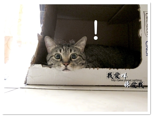 100418 箱貓 14.jpg