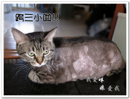 100505 雙貓嚕毛 36.jpg 100505 雙貓嚕毛 36.jpg