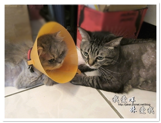 100505 雙貓嚕毛 22.jpg 100505 雙貓嚕毛 22.jpg