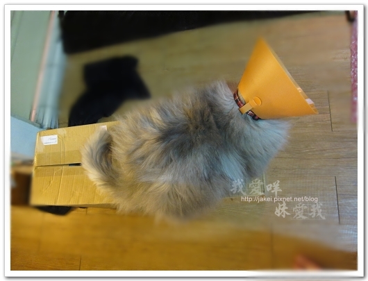 100423 有個高箱子 13.jpg