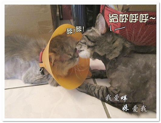 100505 雙貓嚕毛 23.jpg 100505 雙貓嚕毛 23.jpg