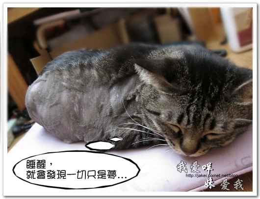 100505 雙貓嚕毛 40.jpg 100505 雙貓嚕毛 40.jpg