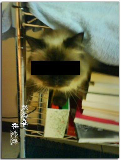 100416 收納貓 06.JPG