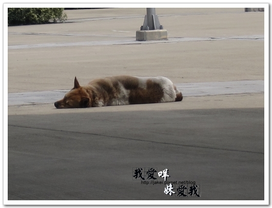 100410 鶯歌飄_07.jpg