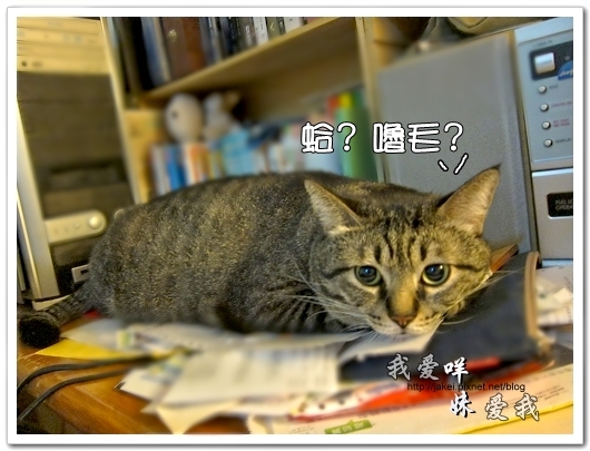100505 雙貓嚕毛 01.jpg 100505 雙貓嚕毛 01.jpg