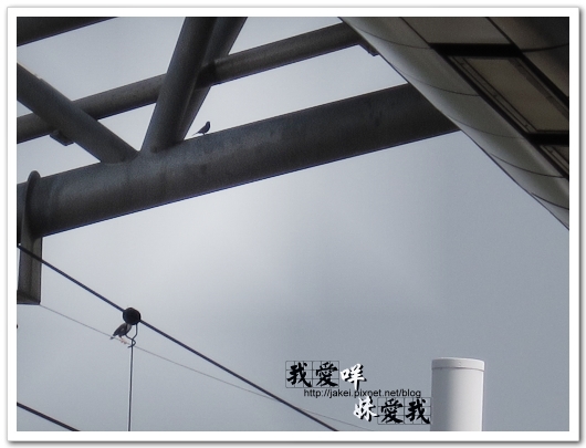 100410 鶯歌飄_03.jpg