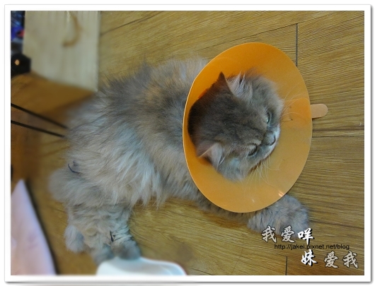 100504 內褲咩 06.jpg 100504 內褲咩 06.jpg