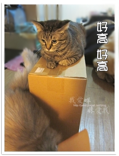 100423 有個高箱子 06.jpg