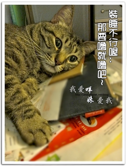 100505 雙貓嚕毛 04.jpg 100505 雙貓嚕毛 04.jpg