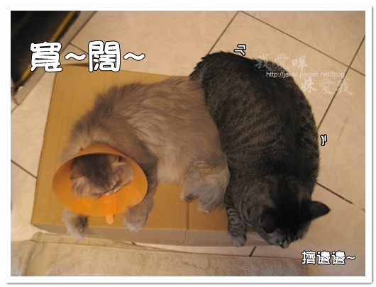 100423 有個高箱子 17.jpg