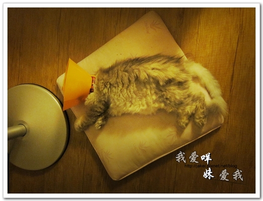100708 團購- 雙頭電扇 17.jpg 100708 團購- 雙頭電扇 17.jpg