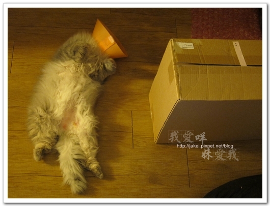 100423 有個高箱子 15.jpg