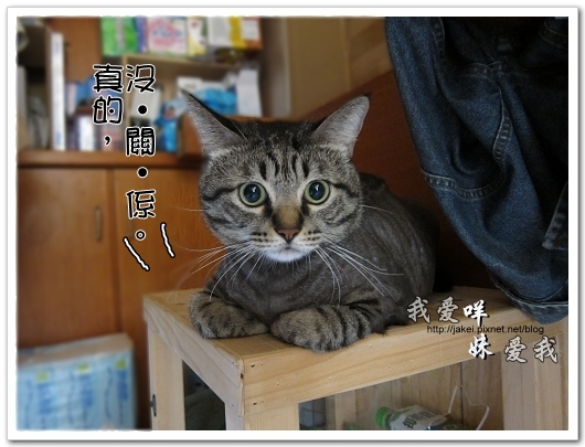 100505 雙貓嚕毛 62.jpg
