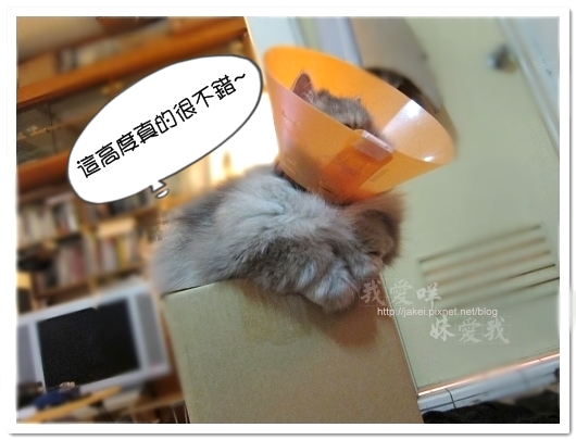 100423 有個高箱子 12.jpg
