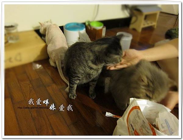 110419 KD處方籤飼料 03.JPG 110419 KD處方籤飼料 03.JPG